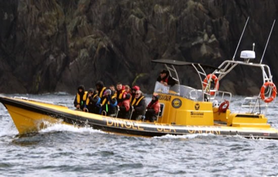 Dingle Sea Safari Tour