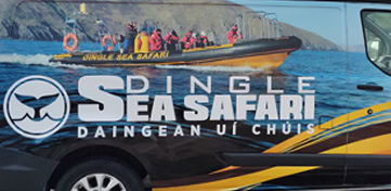 Dingle Sea Safari boat adventure
