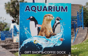 View inside Dingle Oceanworld Aquarium featuring jellyfish and native marine life