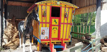 Meet the rare and native Kerry Bog Pony