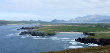 Dingle Slea Head Tours wildlife sightings