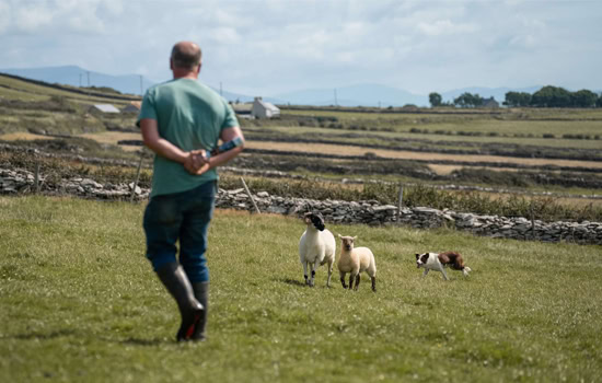 sheepdog trials near Dingle showcasing local farm life