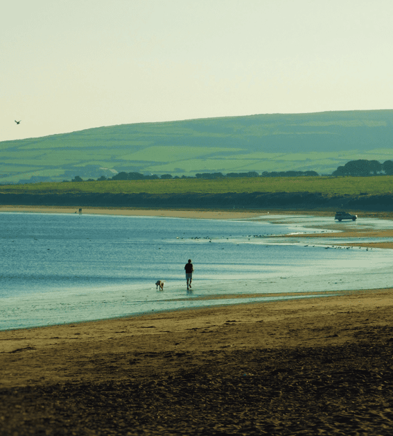 Person walking a dog through shallow water on Ventry Beach with the green hills of the Dingle Peninsula beyond.