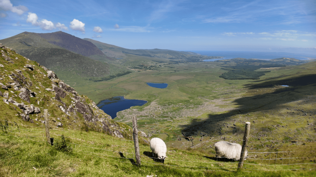 View from Conor Pass across a broad mountain valley with corrie lakes, grazing sheep and the distant Atlantic coastline.